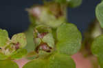 American golden saxifrage